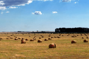 ©escrita na paisagem