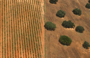 ©escrita na paisagem